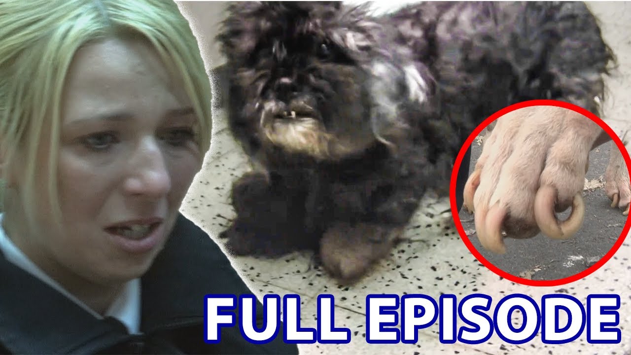 Starved & Neglected Dogs Get Rescued From Hellish Conditions | The Dog Rescuers - Season 2 Episode 1