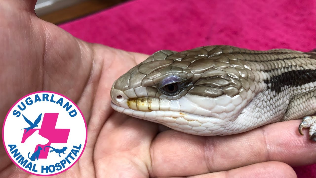 Blue tongue lizard care with Bundaberg reptile and exotics Vet Dr Mike