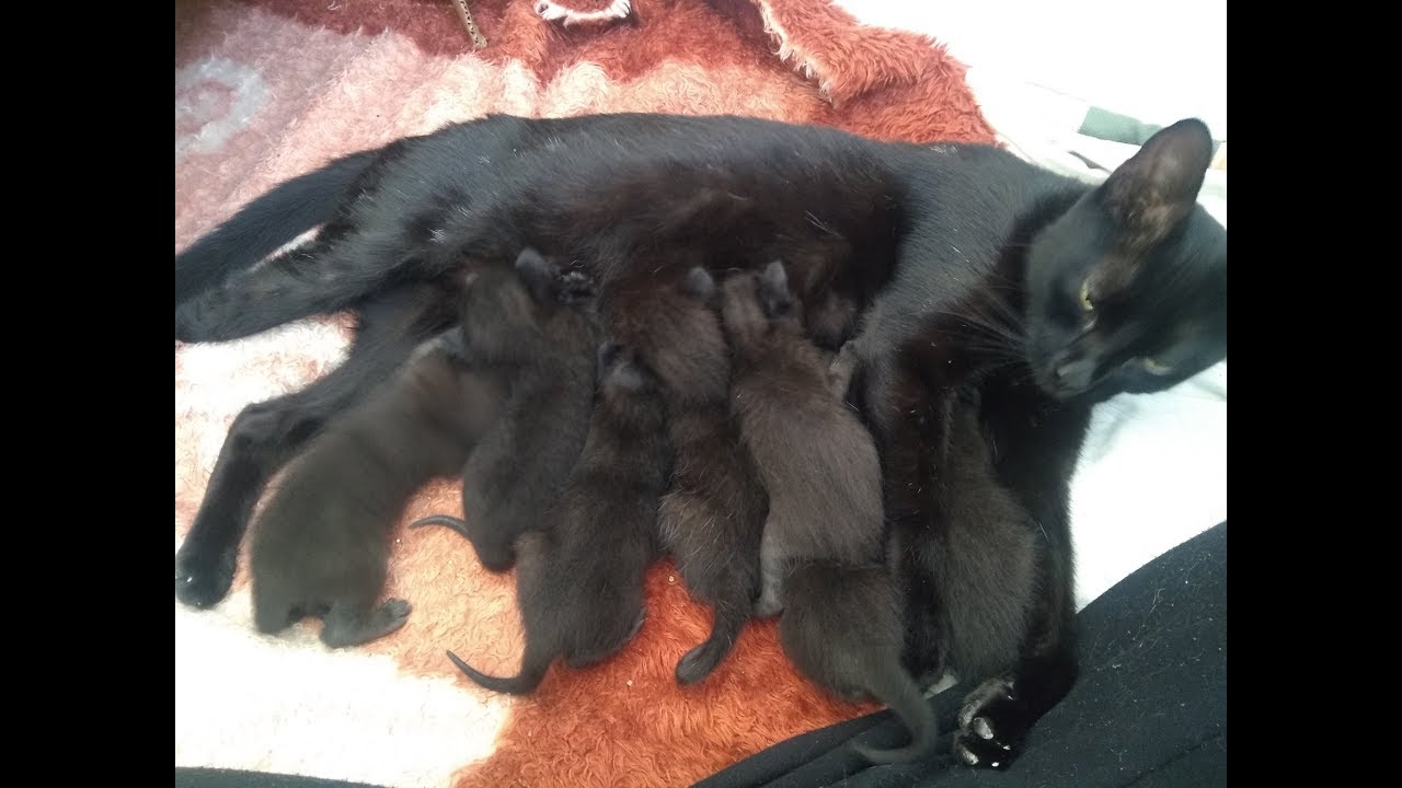 Gatinha preta Wish e seus 7 filhotes, 8 panteras negras para adoção responsável