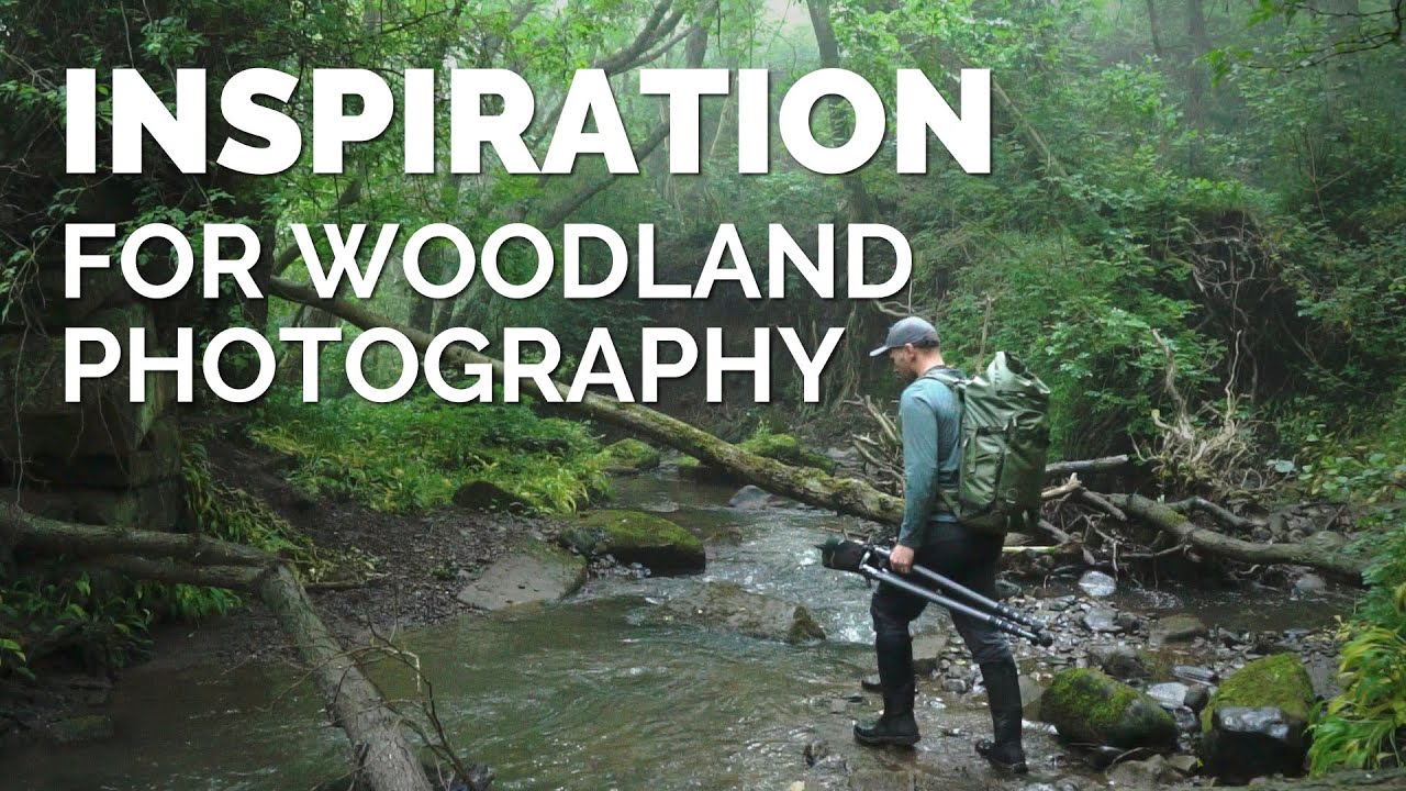 Inspiration for your Woodland Photography