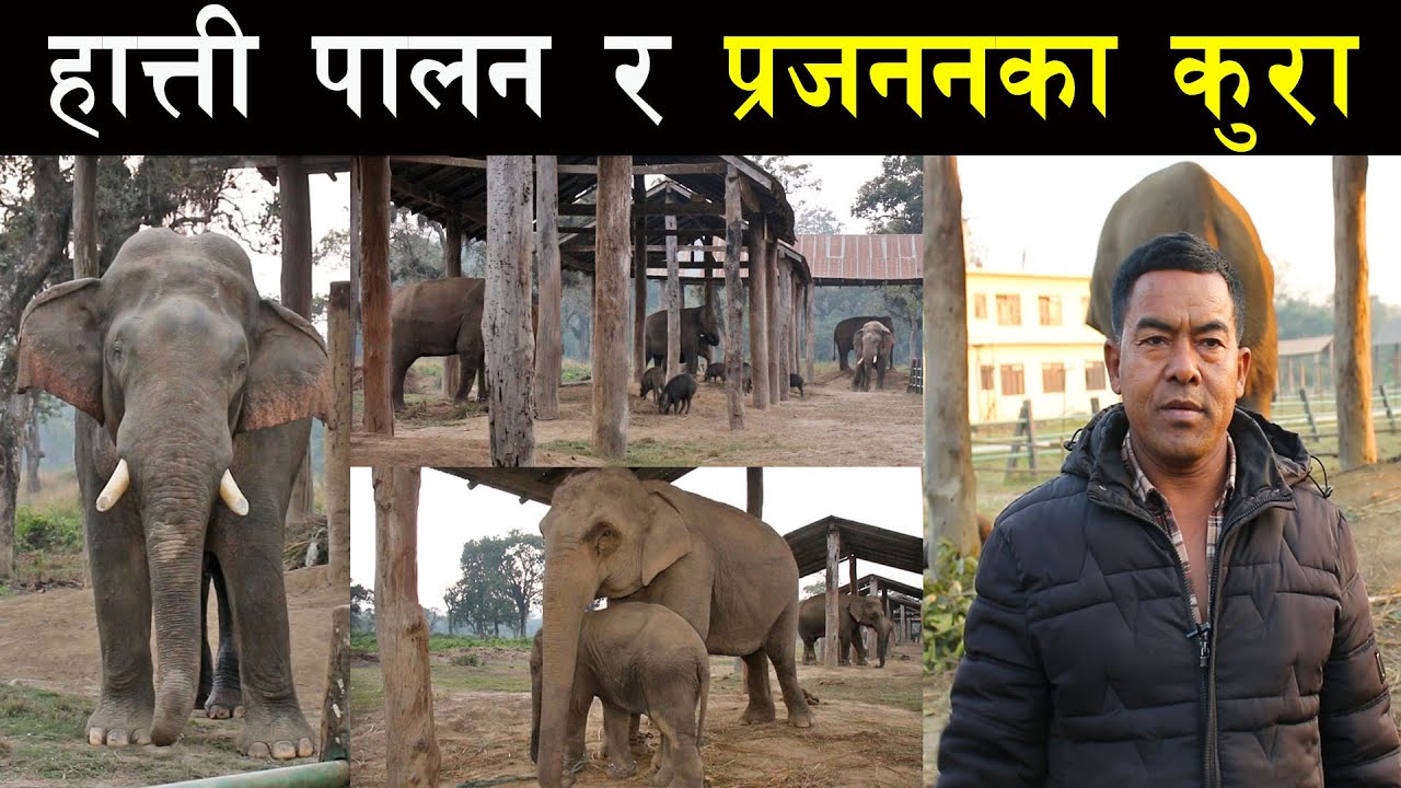 हात्ती पालन र प्रजननका कुरा ! Elephant rearing