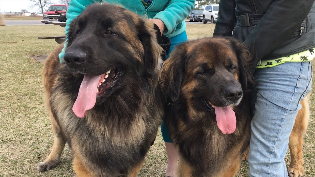 Meet the Leonbergers!