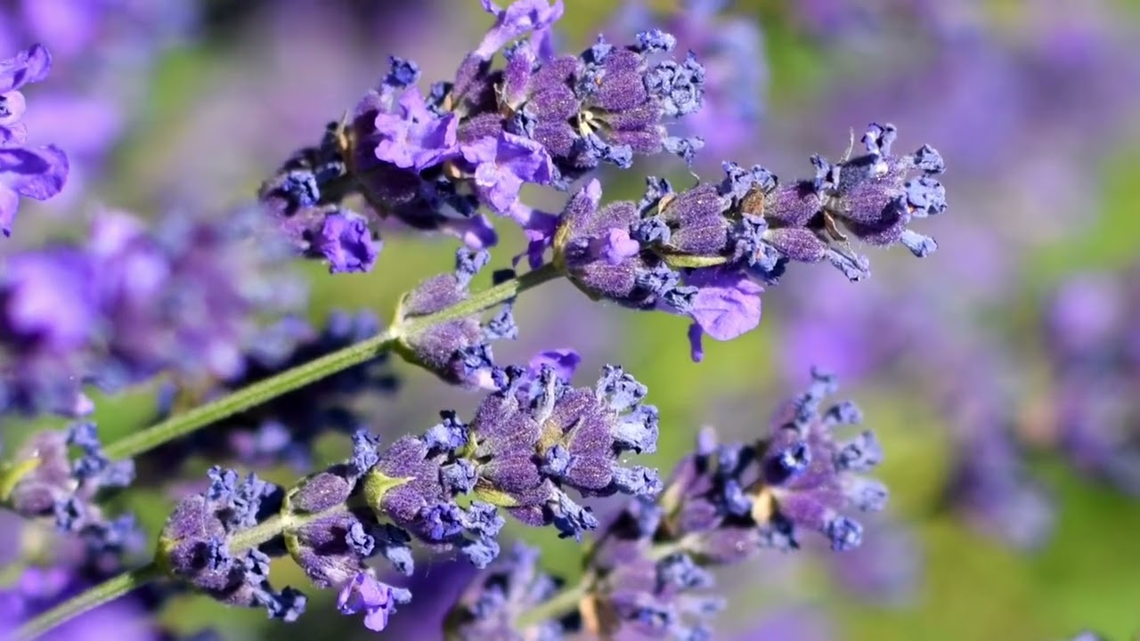 lavender field written by James Quinn with pictures