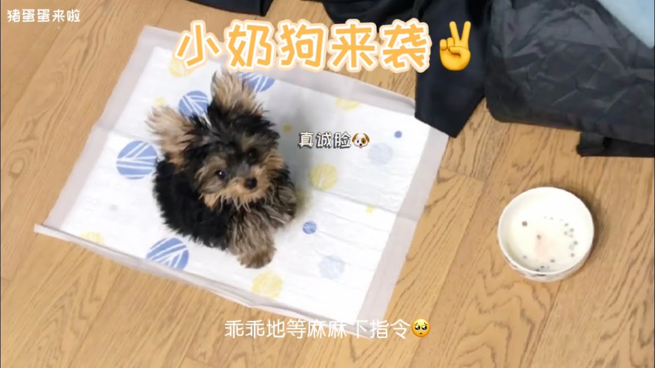 【猪蛋蛋来啦】约克夏｜小小奶狗🐶来袭～ Yorkshire PiggyDan's Daily: a baby dog is coming！