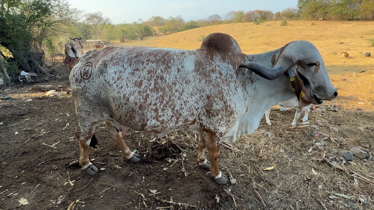 Vaca gyr la verta mira chulada de genética 
