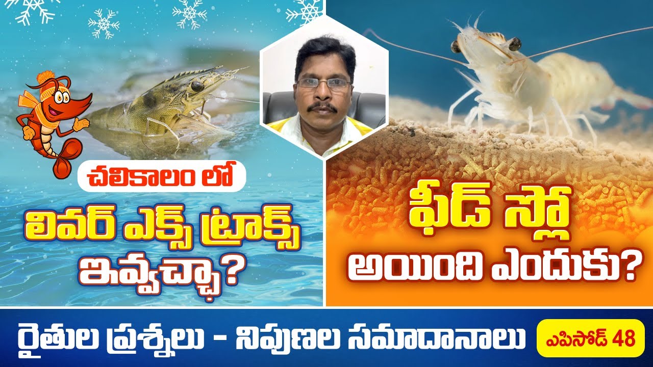 Can We Use Liver Extract in Winter shrimp farming ? Why Is Shrimp Feed Getting Slow after 40 count ?
