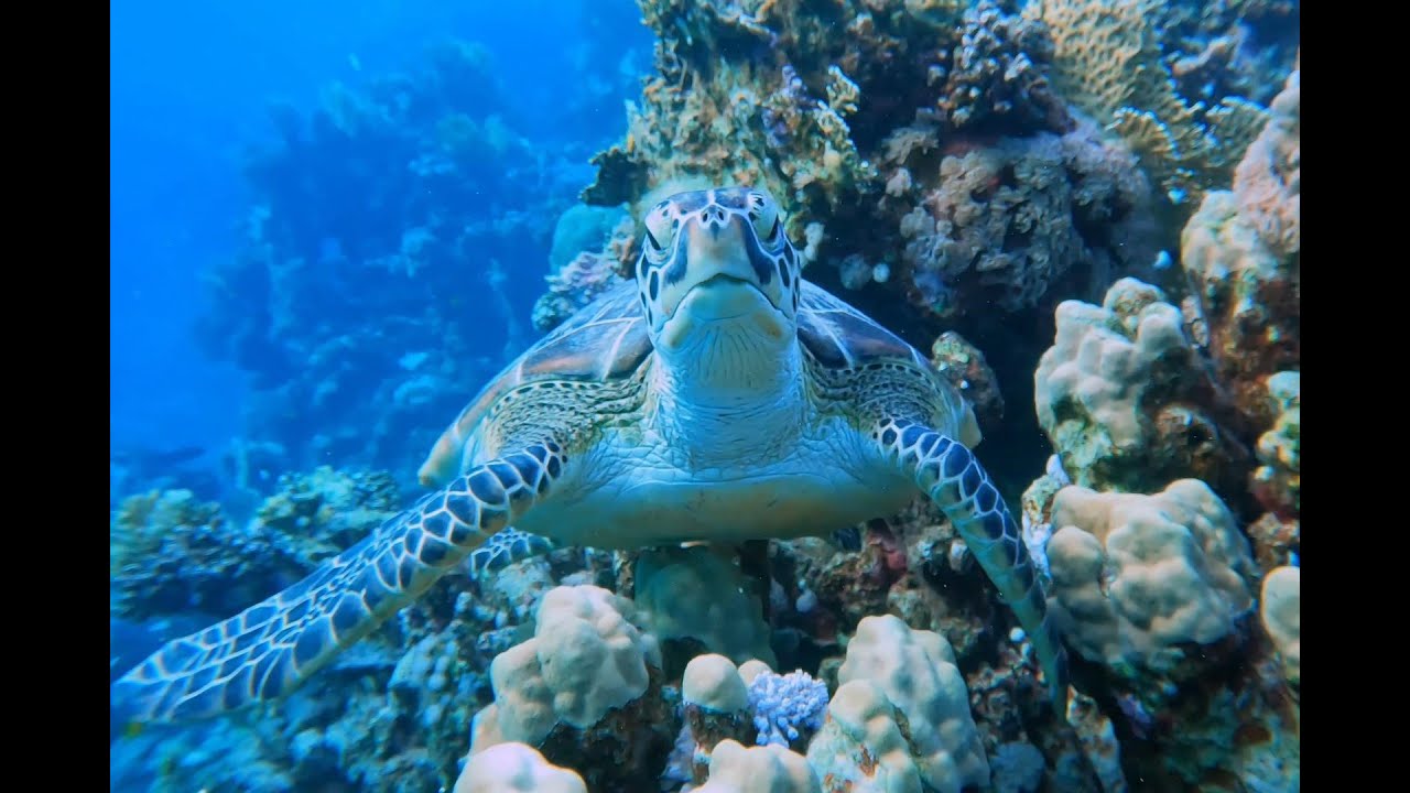 Red Sea Diving Safari, 2nd day Marsa Shagra House Reefs, 24-9-23
