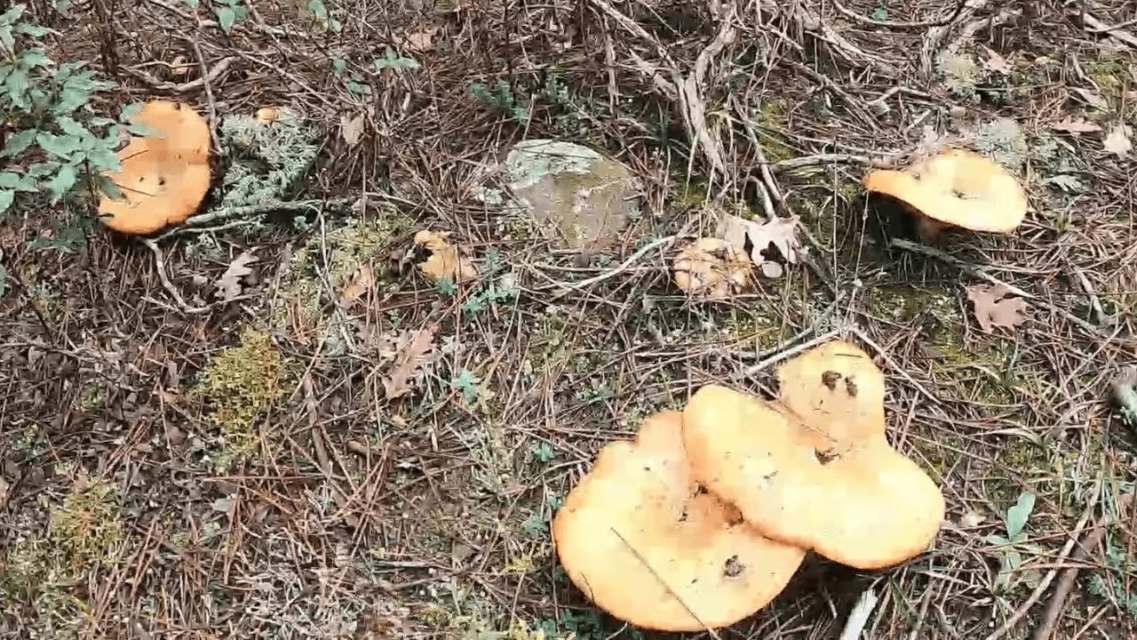 🌲🌳 Brutal año de niscalos y otras setas comestibles 🌲🌳