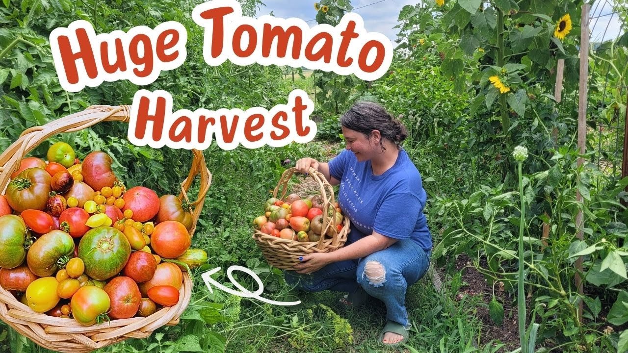 Hurricane Beryl on the Way | Huge Tomato Harvest to Prevent Cracking