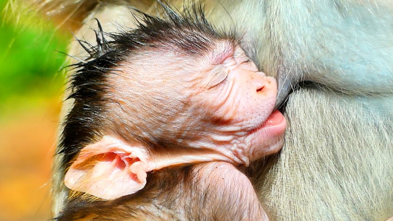 Primate monkey.../Adorable baby unusual drinking milk.../Perfect life baby.../Nice clip