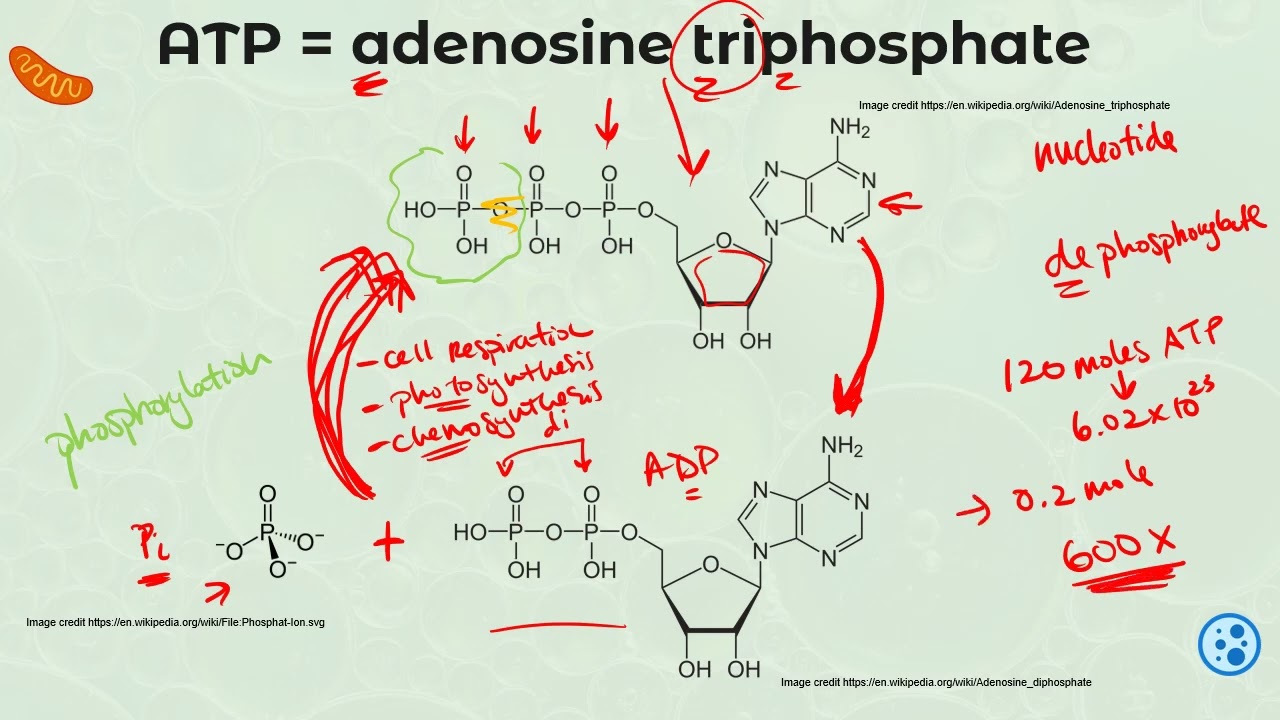 IB DP Biology C1.2 Cell respiration