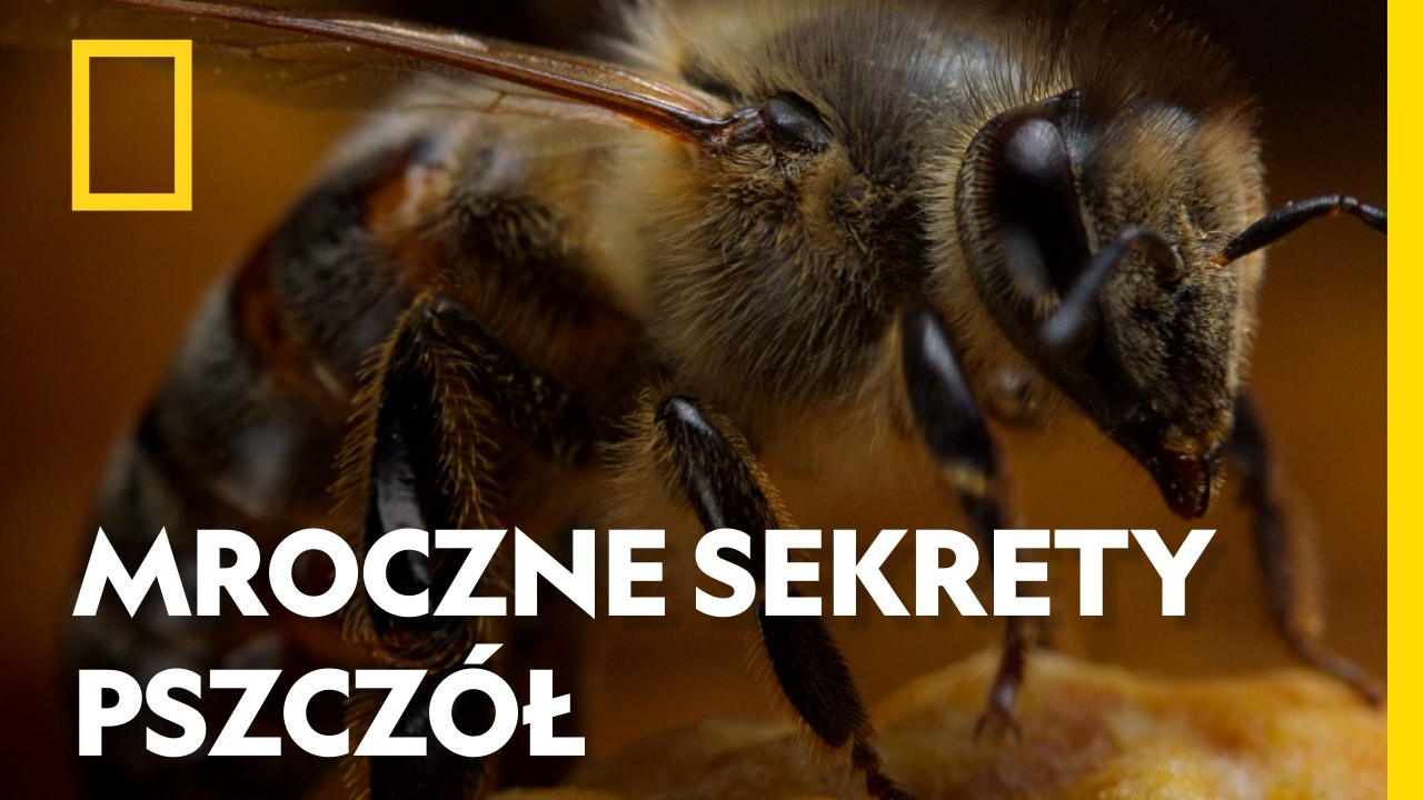 Nie pogardzą padliną, a wrog&oacute;w GOTUJĄ ŻYWCEM! | National Geographic [lektor PL]
