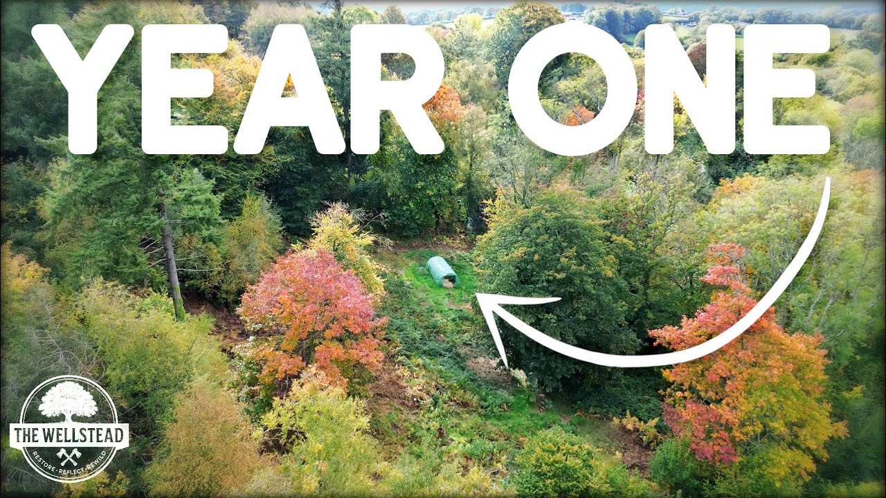 Everything we did in our FIRST year of RESTORING our ANCIENT WOODLAND - The Wellstead 2025 REWIND