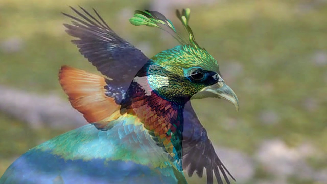 Brown tailed Rainbow Trout_Nine-colored bird (HD1080p)