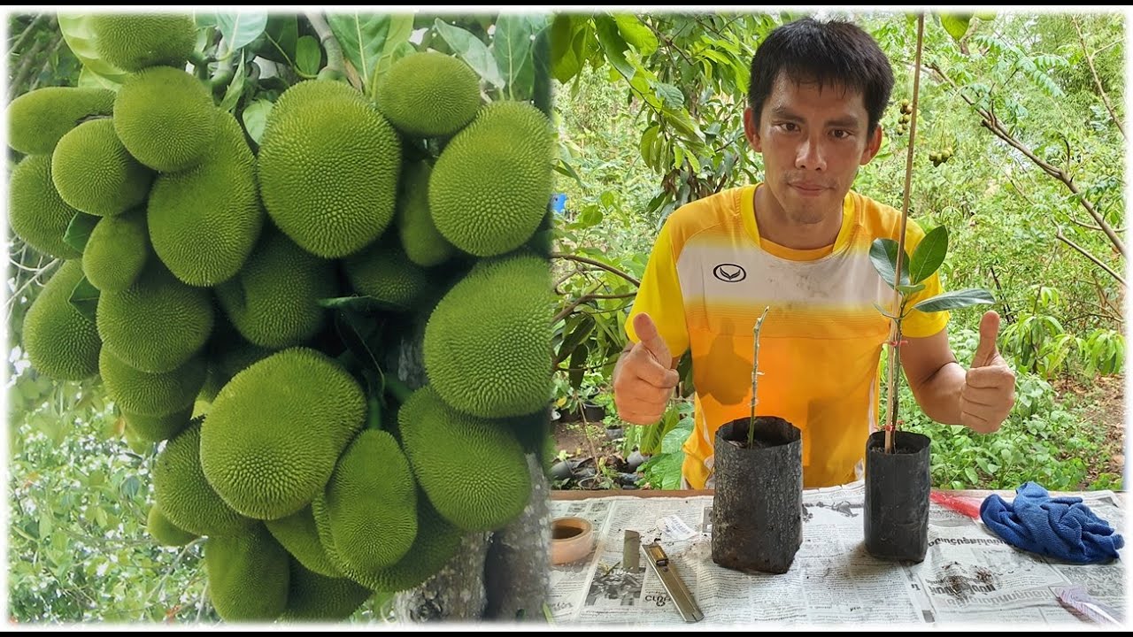 การขยายพันธุ์ขนุนด้วยวิธีเสียบยอด