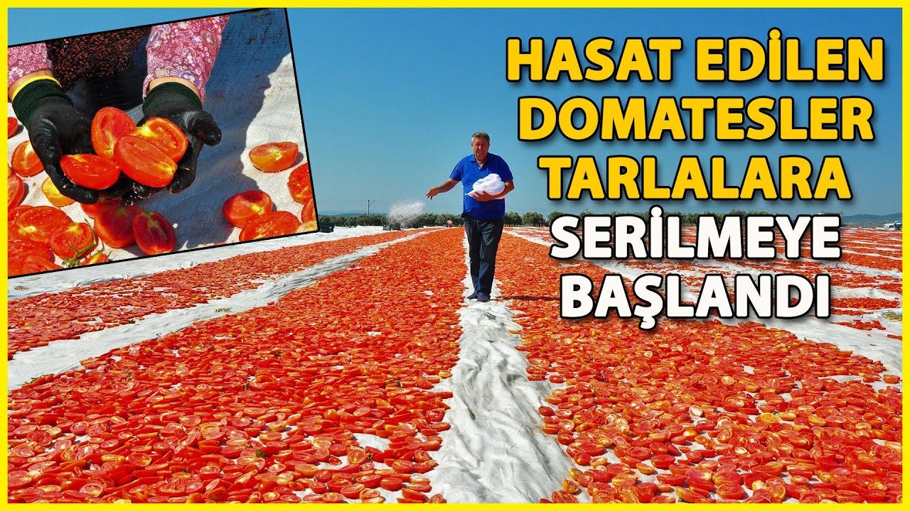 ABD ve Avrupa'nın Kuru Domatesi, Manisa'dan