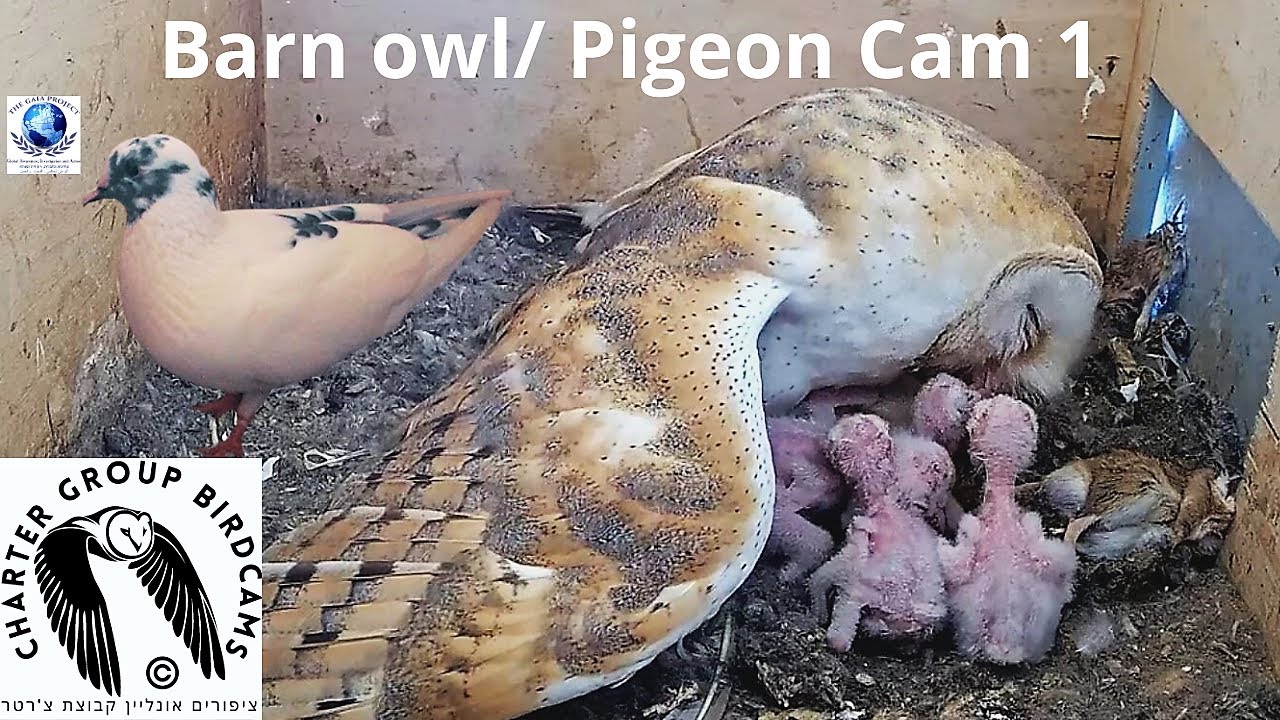 LIVE Barn Owl/ Pigeon Israel 4K Cam 1|תנשמת |WBAIS GAIA |The Charter Group of Wildlife Ecology