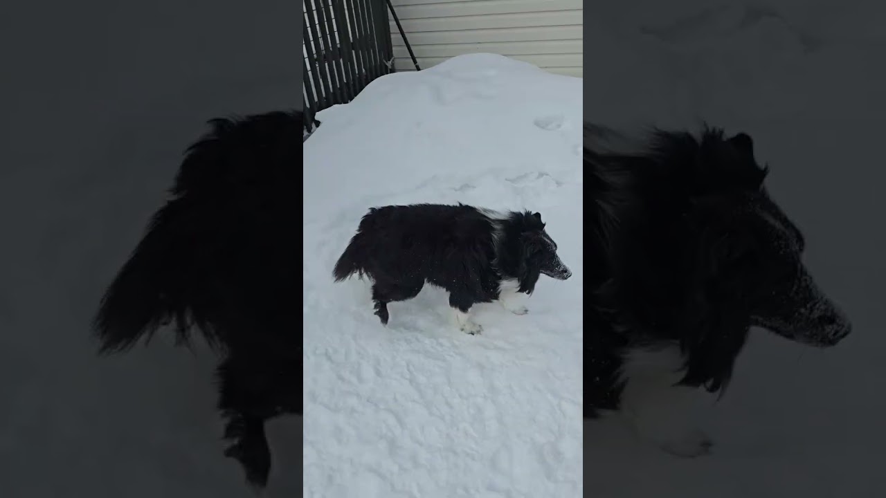 Pepe tries to get them to play 🐾