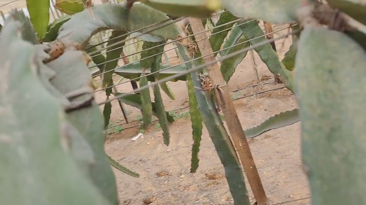 👈التحضير لموسم ٢٠٢٦م 🌿