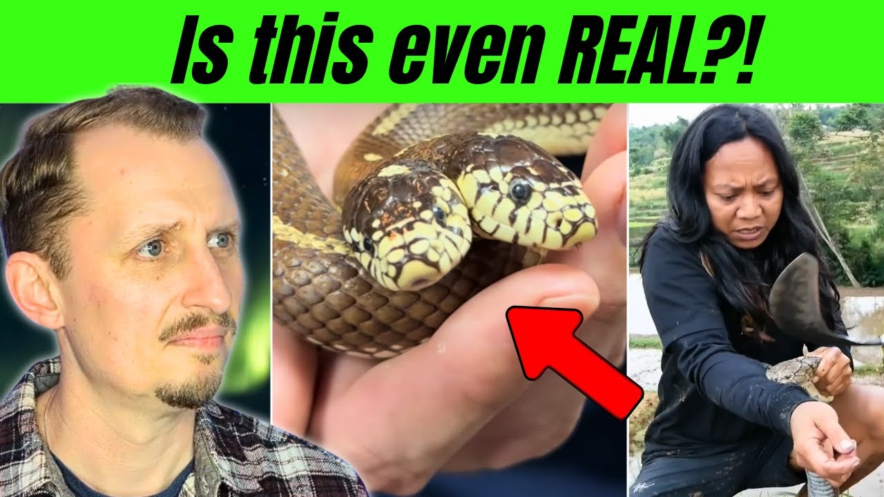 Zoologist Reacts to the most UNBELIEVABLE Snake Clips!