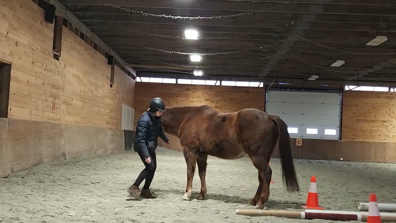 Horse at liberty - Stewie backing the U-turn