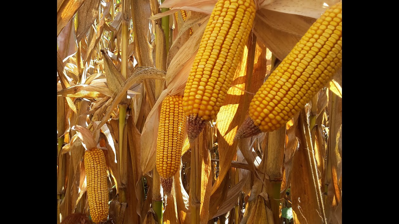P0312 vs P9911 comparison corn flowering field