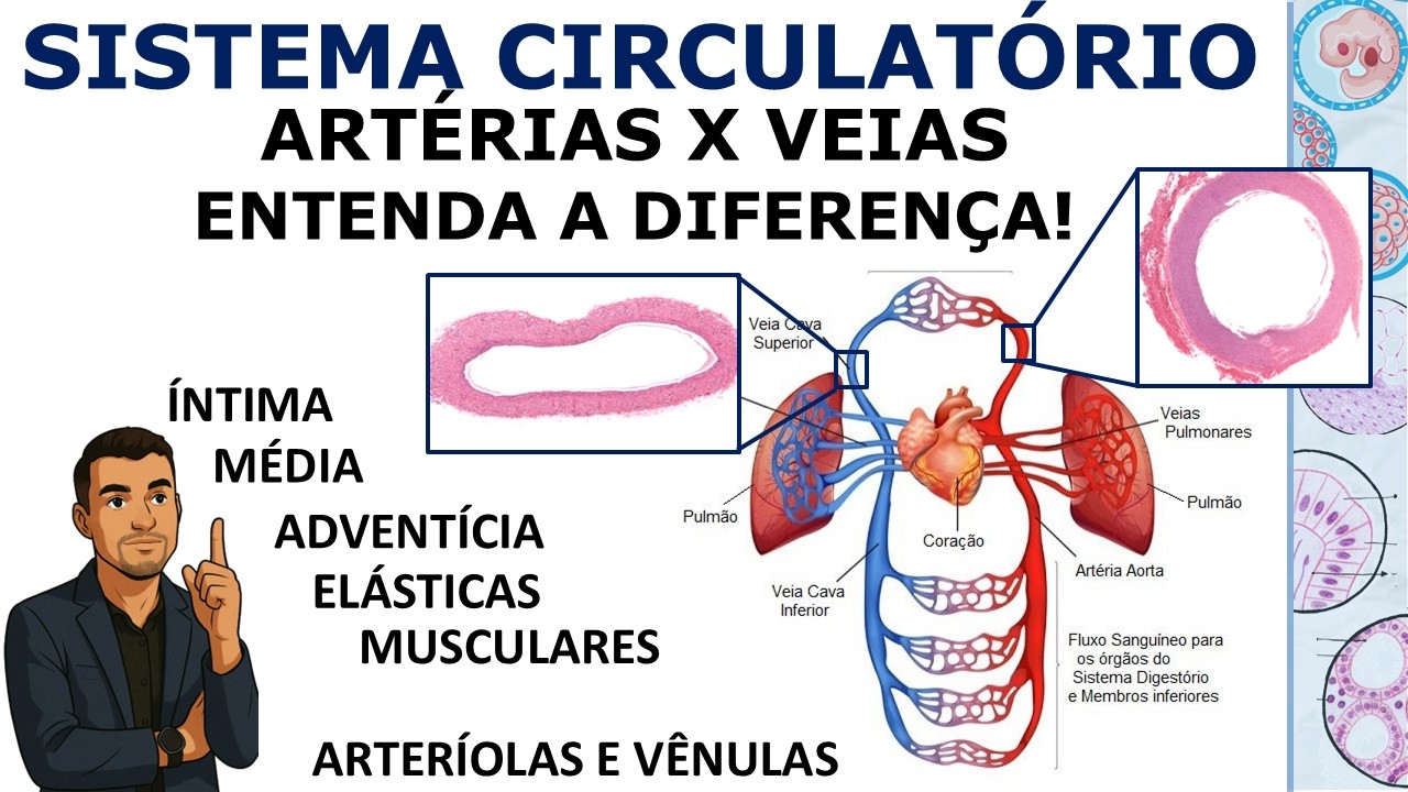 Artérias vs. Veias: Bases Histológicas e Diagnóstico Diferencial