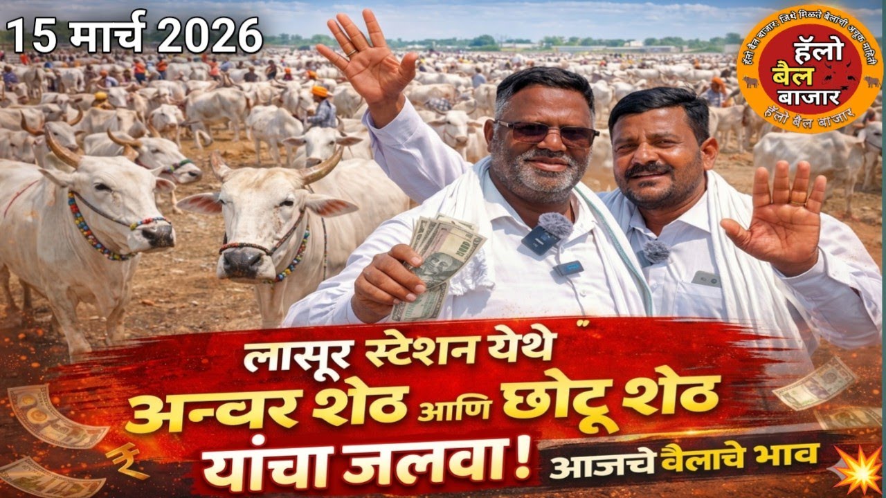 लासूर स्टेशनमध्ये अन्वर शेठ आणि छोटू शेठ यांचा जलवा! पहा आजचे बैलांचे भाव |१५ मार्च २०२६ bail bajar 