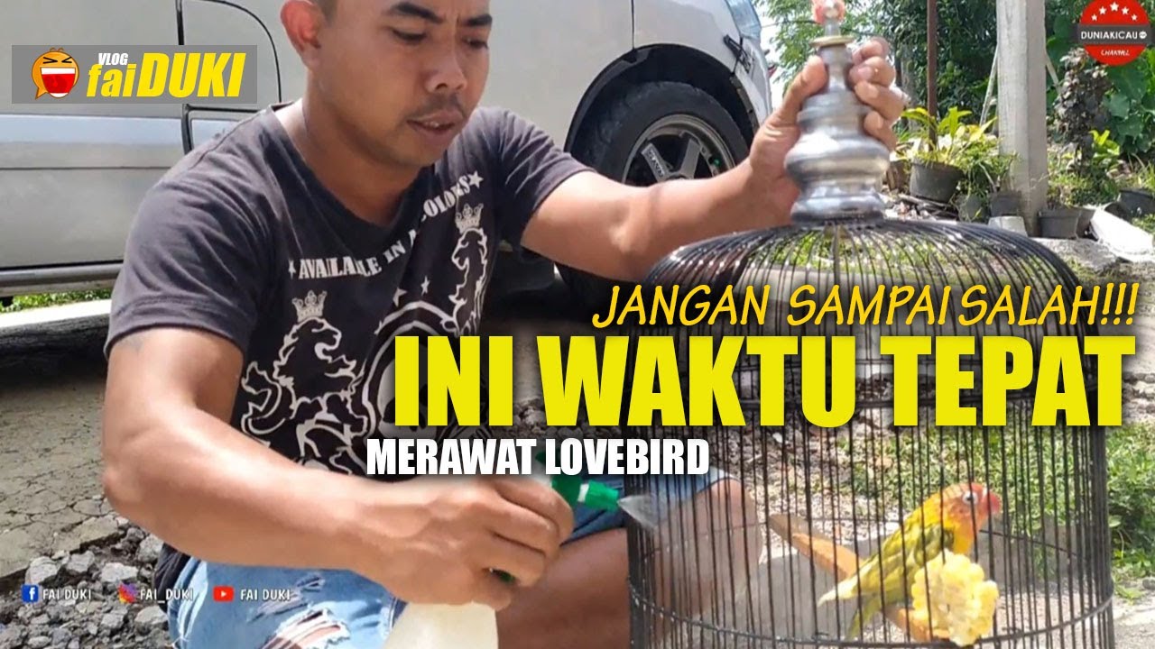 RHN Salatiga : Wajib dipahami ini WAKTU yang Paling TEPAT Merawat LOVEBIRD