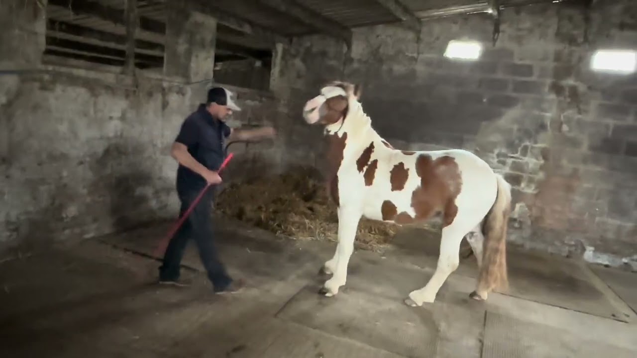 Stunning Horse wont do anything he's told!! Can I Help??
