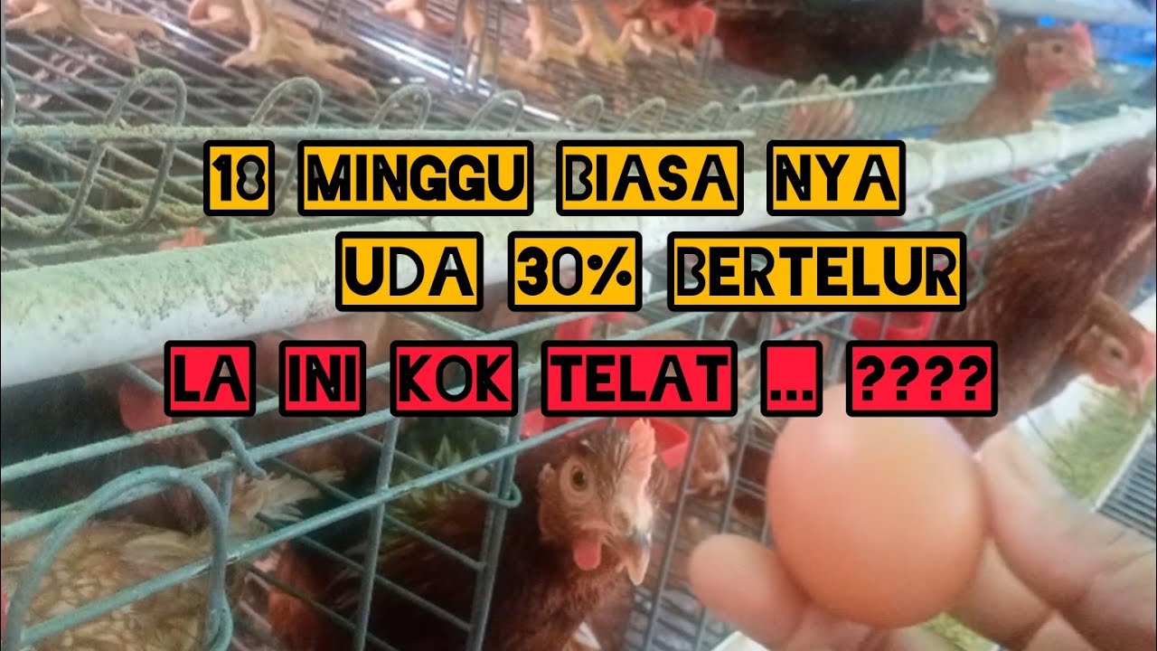 AYAM TELAT BERTELUR|| apa penyebab nya ???