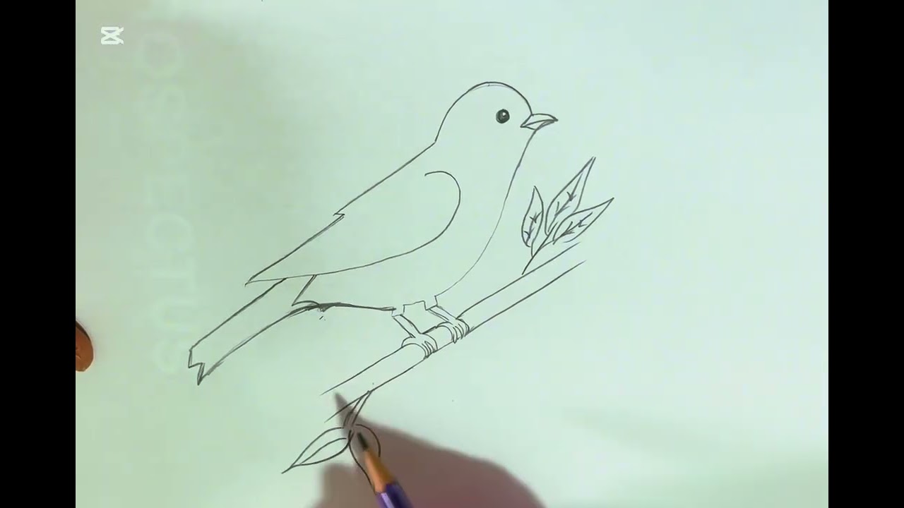 How to draw ✍️ simple bird 🐦 sketch 