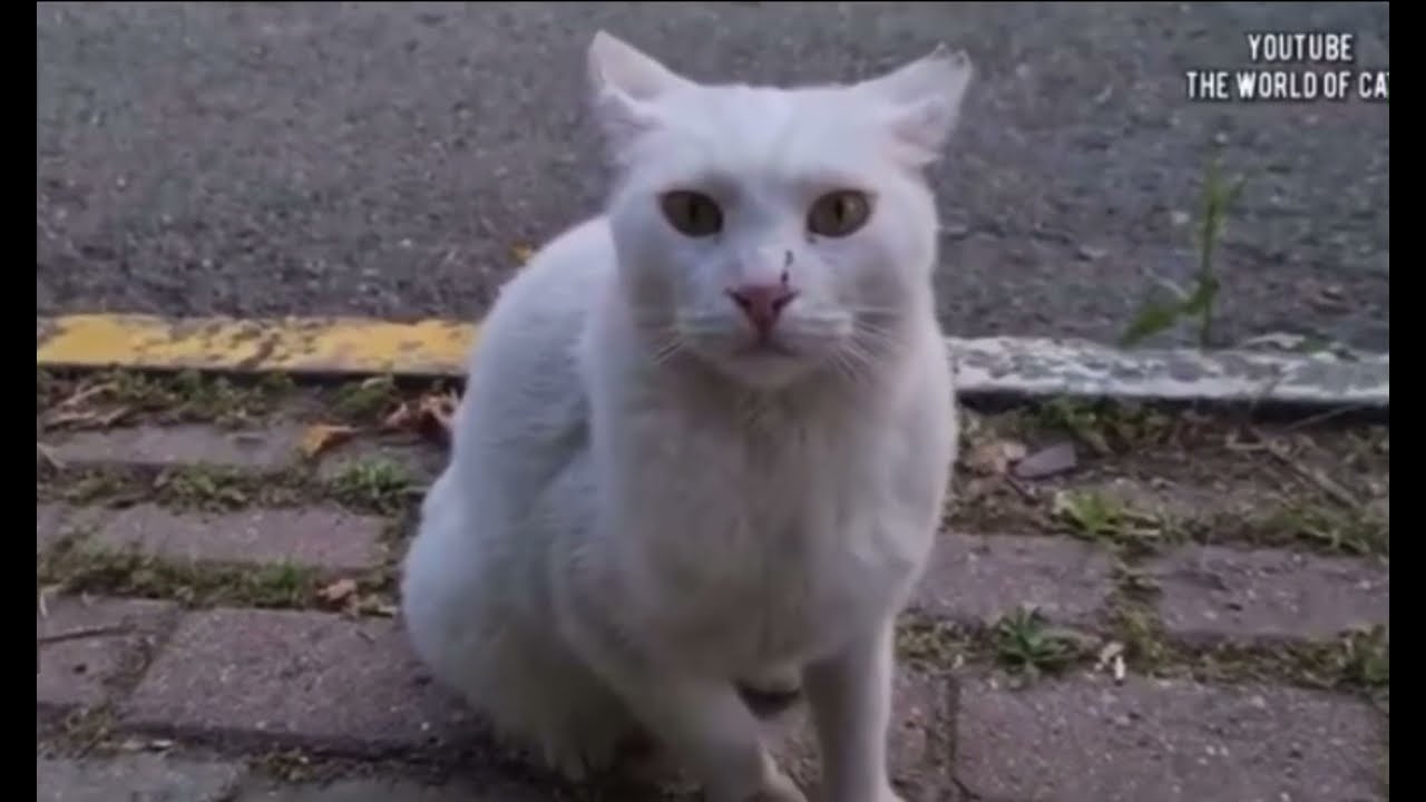 The Angry White Cat | Bully Moments pt. 1 (from world of cats)