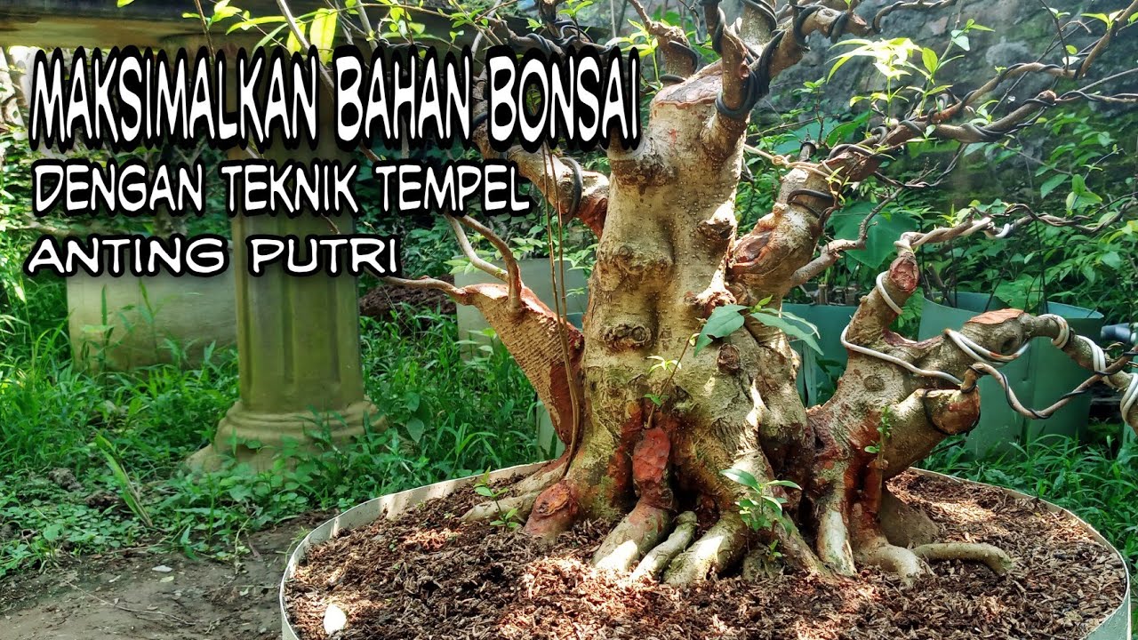 PROGRAM TEMPEL BONSAI ANTING PUTRI‼CARA MAKSIMALKAN BAHAN YANG KURANG MENJADI ISTIMEWA