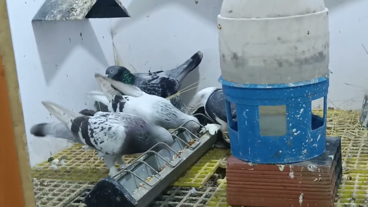 Mardin güvercin leri Hayrullah abimin kümesini ziyaret etik...👍🏻👍🏻🐣🐣 Abone layık atmayı unut mayın 