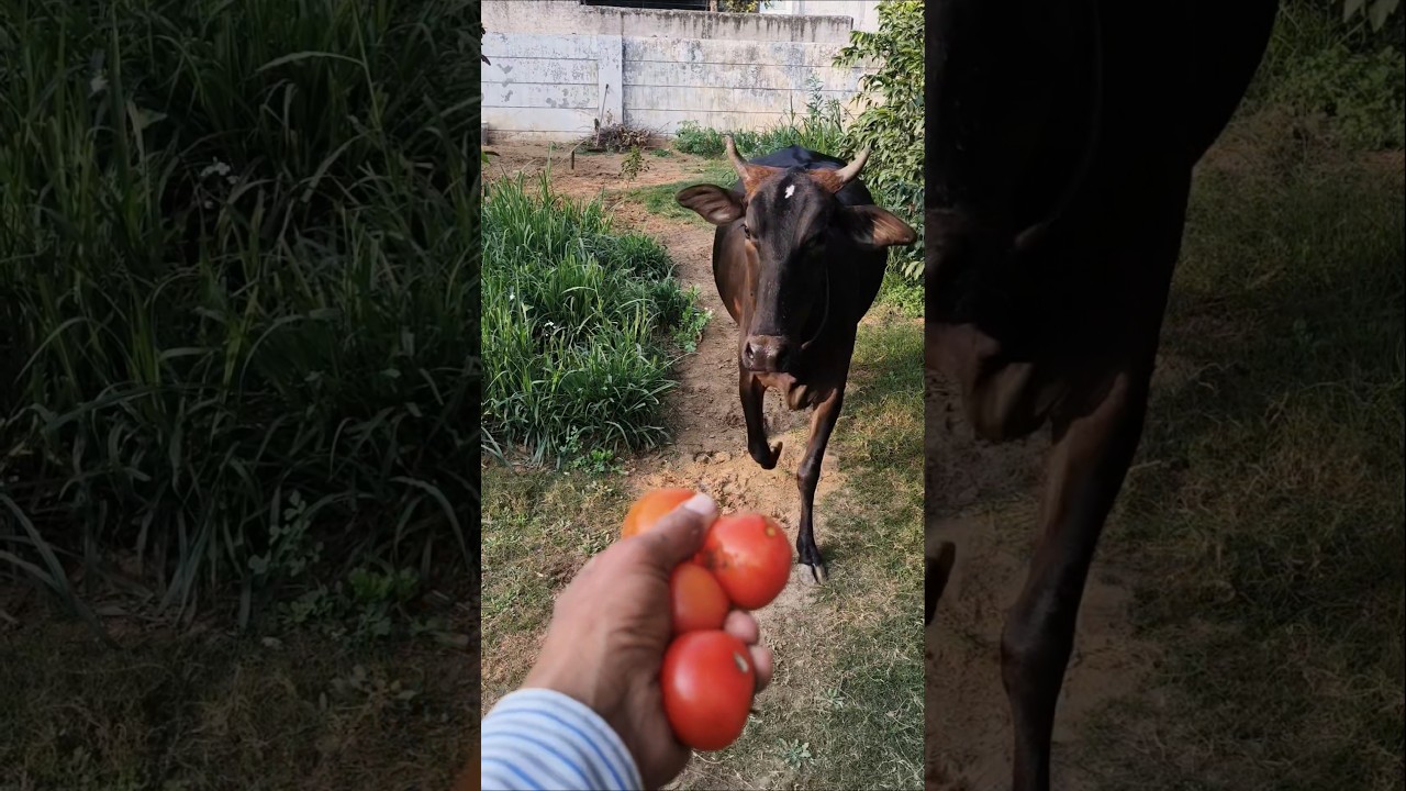Wait for the reaction! 😱 Cow loves Tomatoes! 🐮🍅 #shorts #animals #cowlove