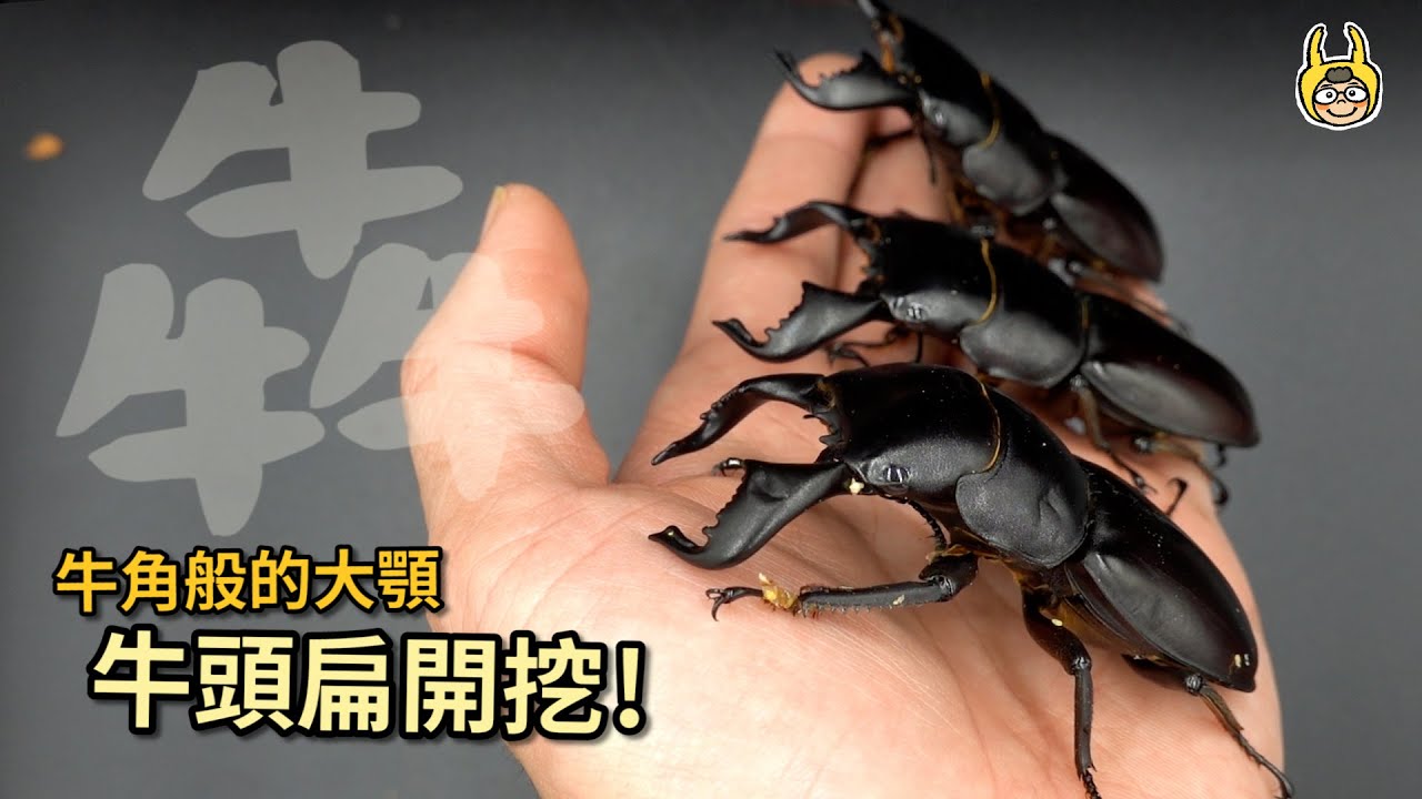 【飼育屋】牛頭其實是戰馬？牛頭扁鍬形蟲開挖，上次開挖的長頸鹿鋸開始羽化囉！