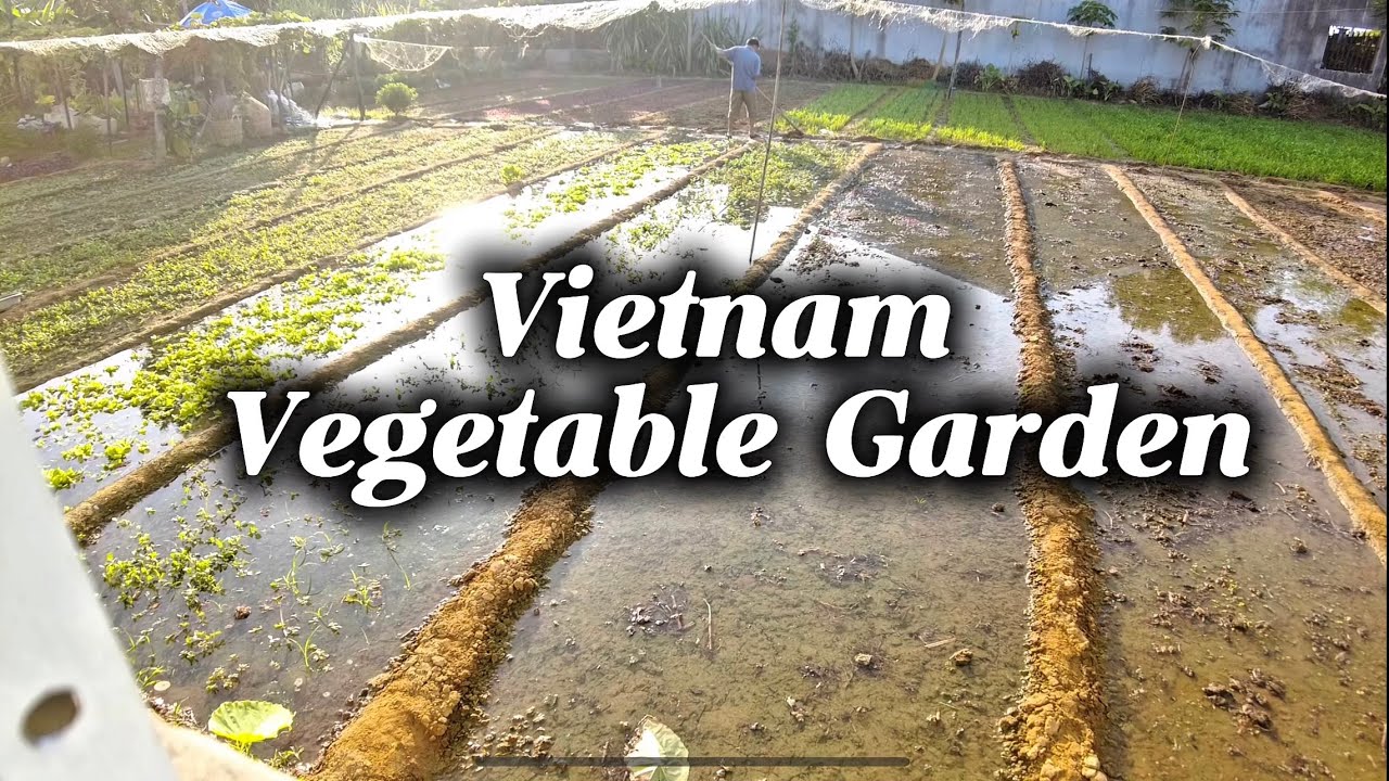 Keeping the Garden Alive | Vietnam Vegetable Garden Ep.8