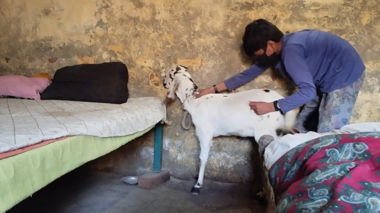 Today we playing the funny goat in the room.