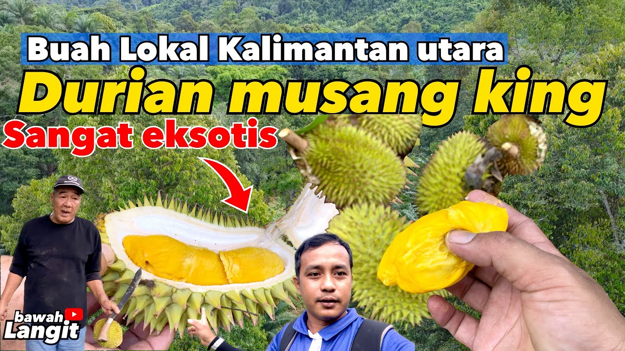 BUAH DURIAN JENIS MUSANG KING KHAS MALINAU KALIMANTAN UTARA