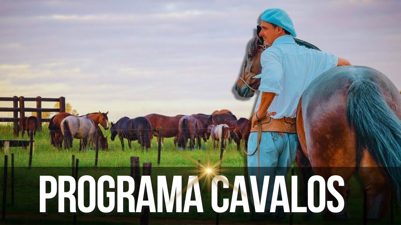 Programa Cavalos