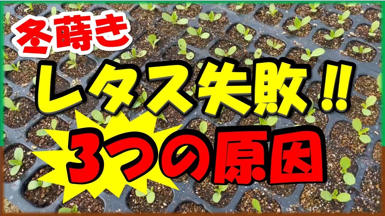 冬蒔きレタスの育苗　失敗する3つの原因