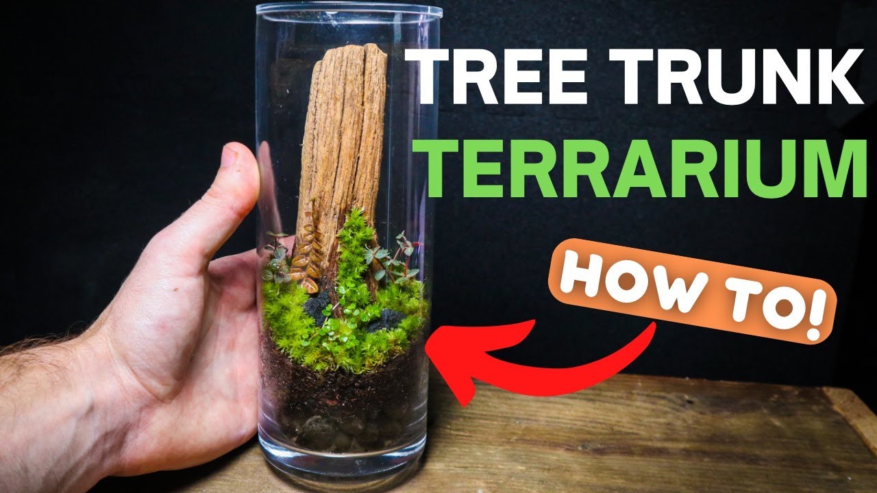 I Made a Tree Trunk Terrarium! EASY Terrarium Tutorial