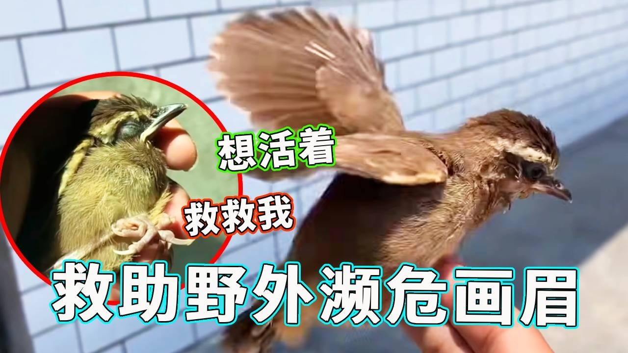 救助野外濒死的画眉鸟，肠胃受凉+感冒看上去十分脆弱，不过这小家伙也太会撒娇了！【天下一场梦】