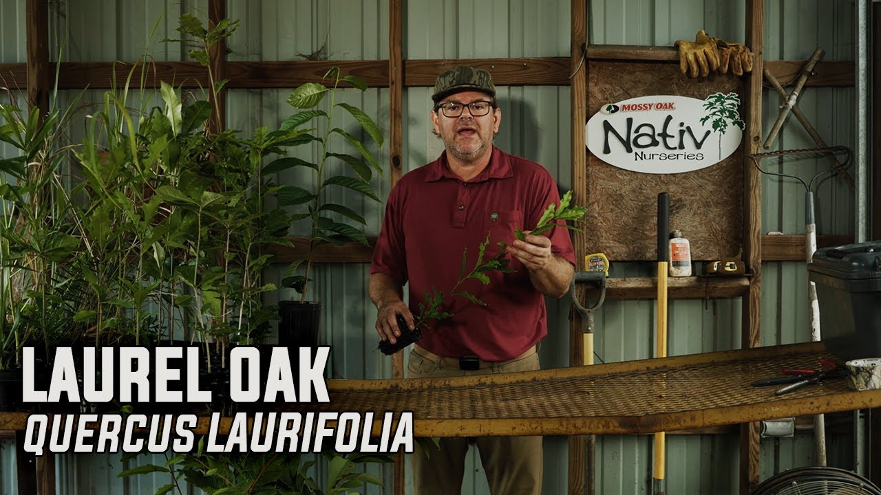 Laurel Oak (Quercus laurifolia)