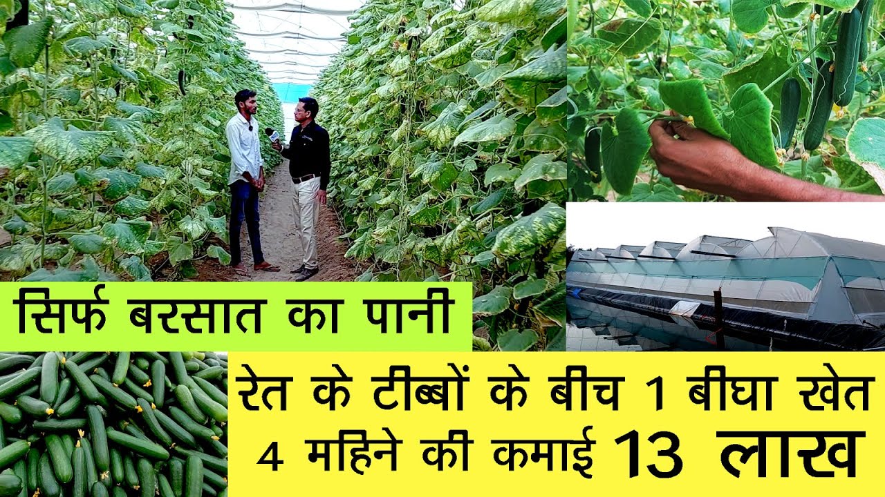 1 बीघा खेत 4 महीने मे 13 लाख पैदावार डेजर्ट में बिना पानी कैसे किया युवा किसान ने? Polyhouse Farming