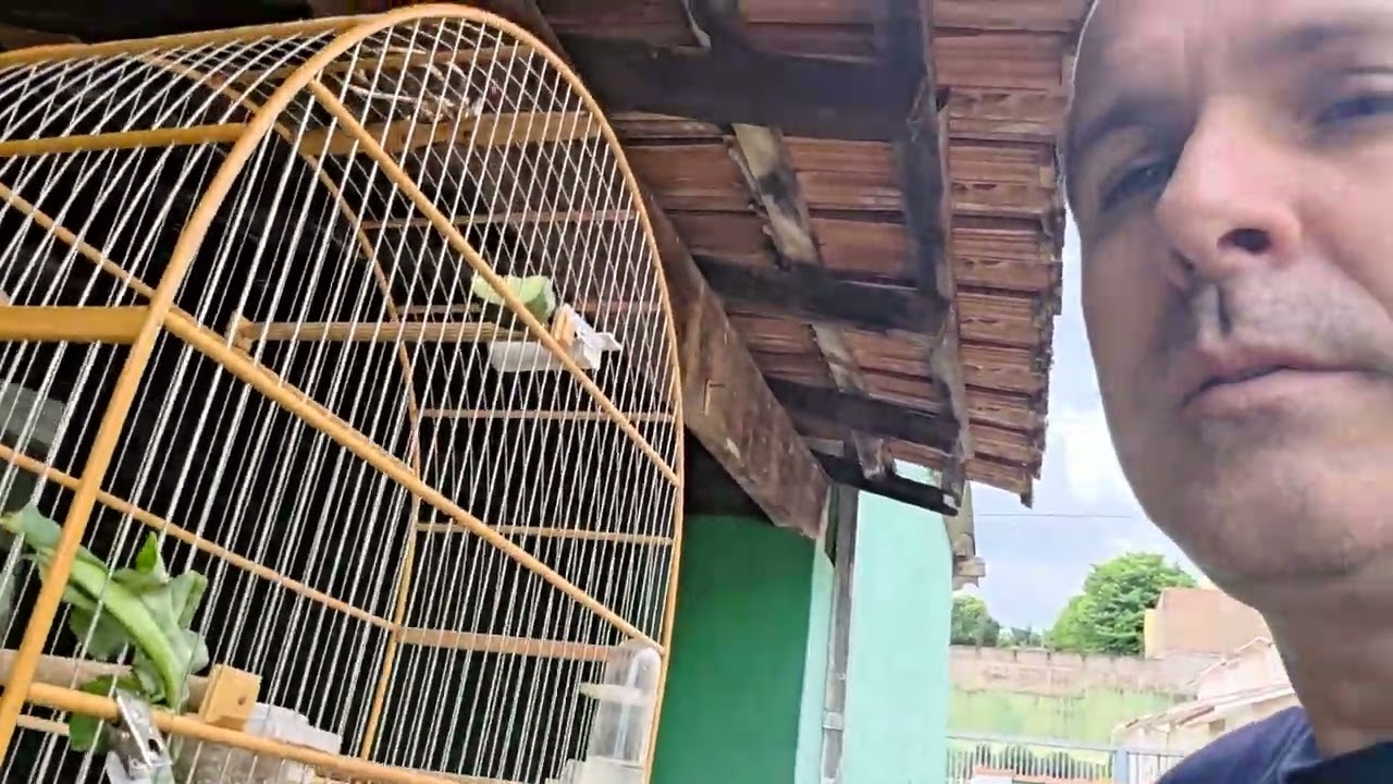 MEXIDA COM OS GALADORES, COMO SERÁ QUE ELES ESTÃO? #criatoriodp #canariodaterra #viralvideo 