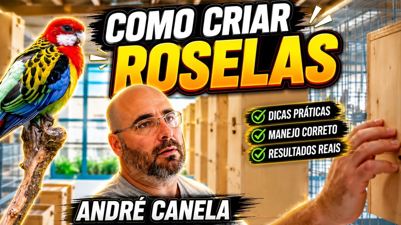 Saiba Como Criar Roselas | André Canela