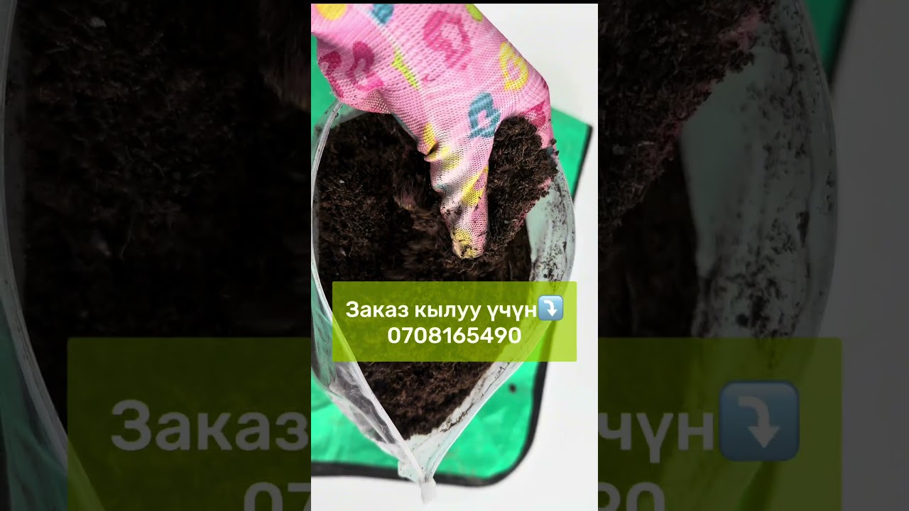 #раушанмуратаалыева