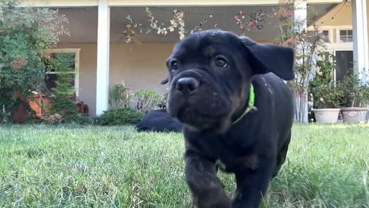 Solo Puppy Environmental Food Drive Test - 6 week old Cane Corso Puppies